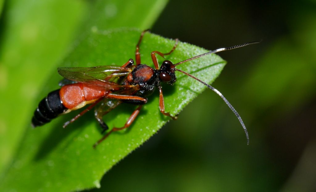 Ichneumonidae da identificare (156)